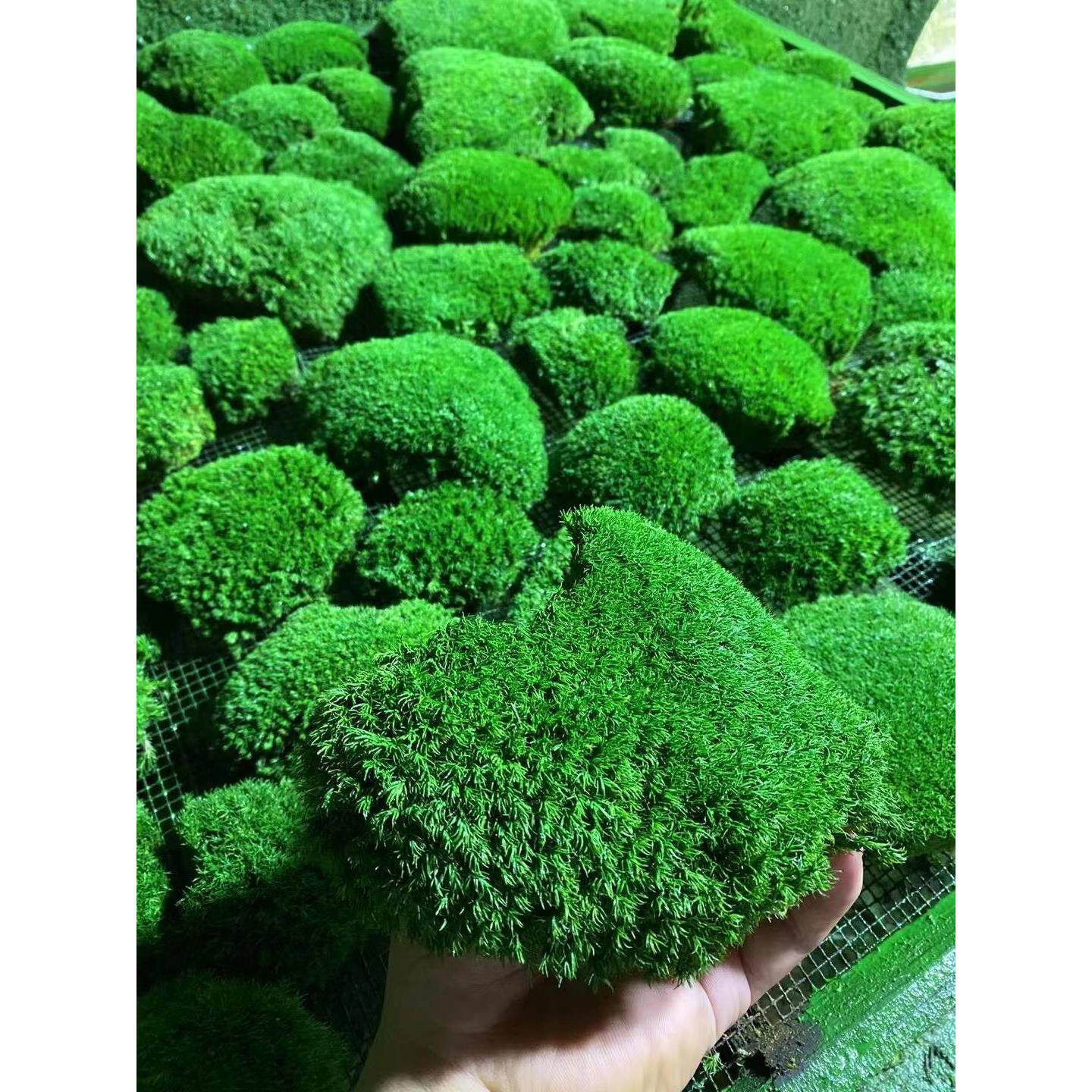 永生白发藓永生大灰藓室内造景青苔白发藓造景仿真苔藓植绒软装