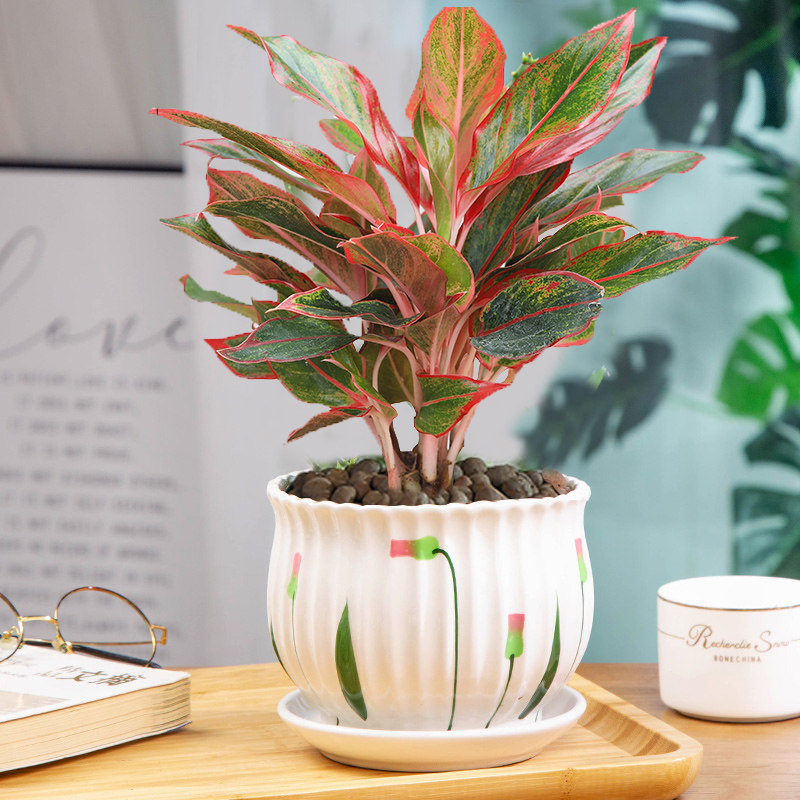 万年红盆栽植物室内四季好养办公室如意皇后水培养吸甲醛绿植花卉