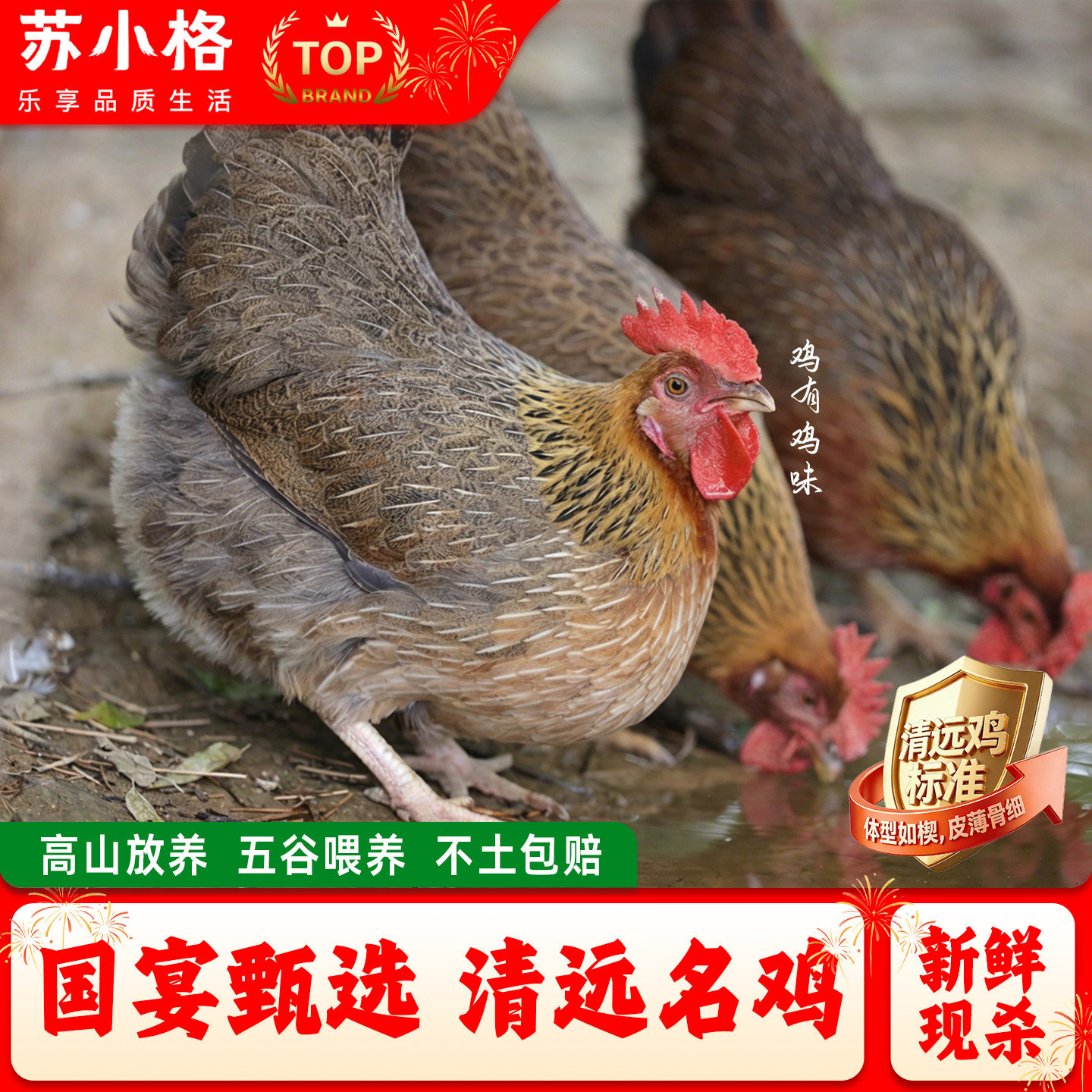 正宗清远鸡土鸡农家散养黄油老母鸡走地鸡整只新鲜现杀草鸡椰子鸡