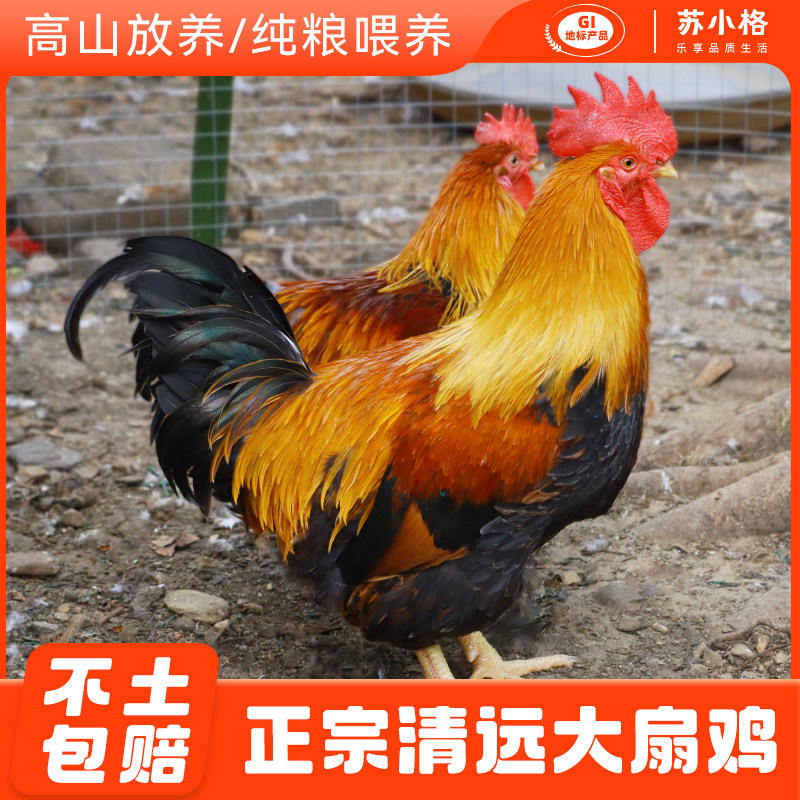 清远阳山大公鸡扇鸡农家散养土鸡新鲜月子鸡走地鸡草柴鸡现杀现发图片