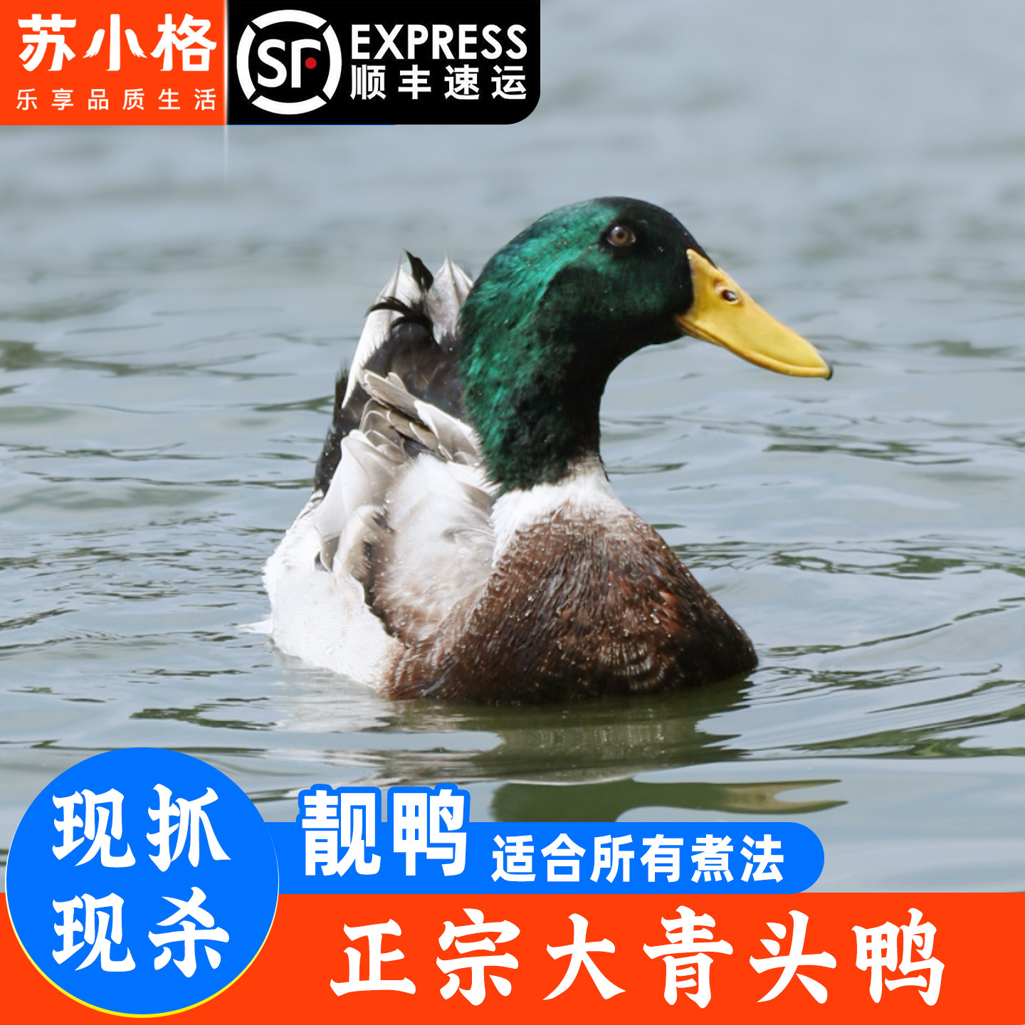 正宗农家散养青头鸭土鸭老鸭子整只新鲜现杀水鸭麻鸭生鲜鸭肉公鸭