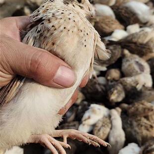 黄羽鹌鹑种蛋受精蛋鹌鹑蛋受精种蛋可孵化蛋受精卵安纯宠物鸟安春