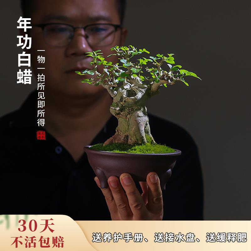 一物一拍白蜡盆景植物老桩苗室内绿植禅意绿植造型盆景迷你矮霸桩