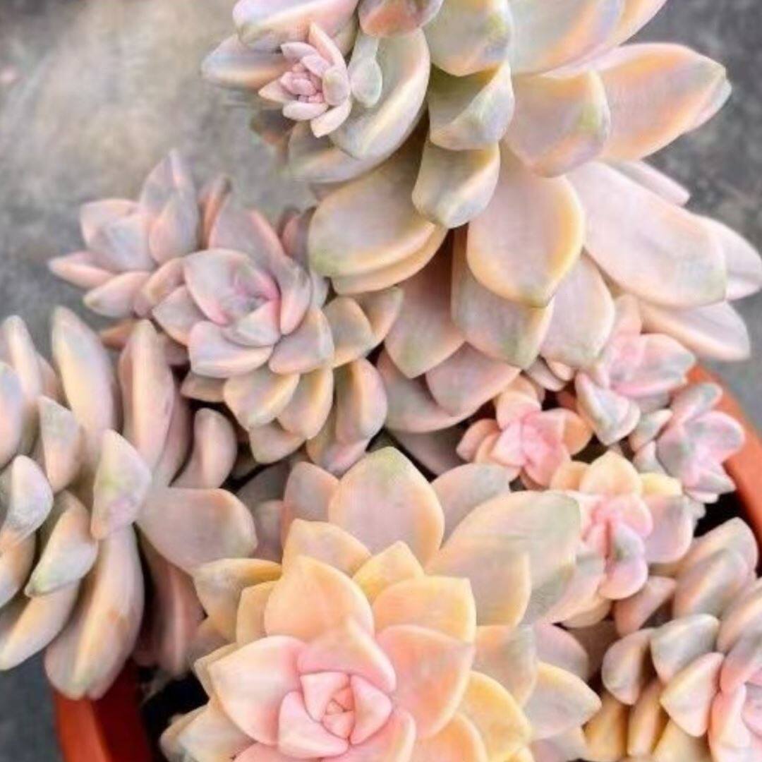 美杏锦老桩多肉群生稀缺大颗自然锦多肉花卉组合盆栽植物新手好养