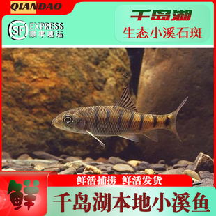 浙江杭州千岛湖溪石斑鱼天然无污染高优质自然生长新鲜味美非养殖