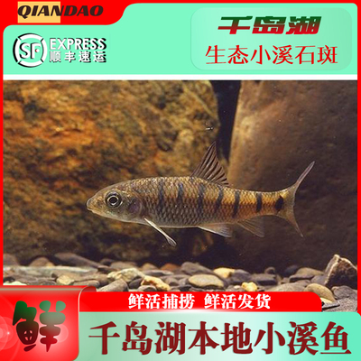 整条鱼千岛湖天然小溪石斑鱼生态