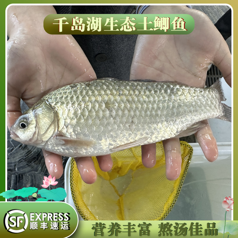 千岛湖农家优质正宗生态土鲫鱼新鲜活鱼自然生长汤汁奶白顺丰包邮