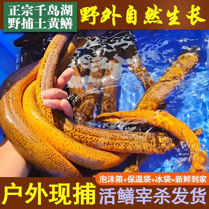 正宗千岛湖野捕大黄鳝活鱼现杀处理干净冰鲜锁鲜非养殖无污染滋补