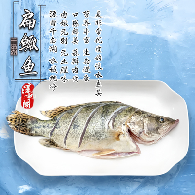 正宗千岛湖鳜鱼野捕扁鳜当天现捕活鱼现杀蒜瓣肉质顺丰冷链锁鲜