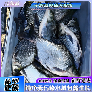 千岛湖正宗生态野捕鳊鱼团头鲂武昌鱼新鲜现捕活鱼现杀真空锁鲜
