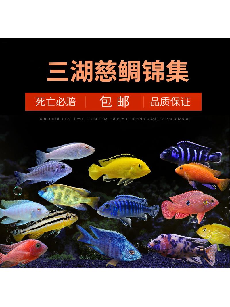 现货速发三湖慈鲷鱼马鲷非洲王子凤凰鱼活体淡水中小型耐养易活热
