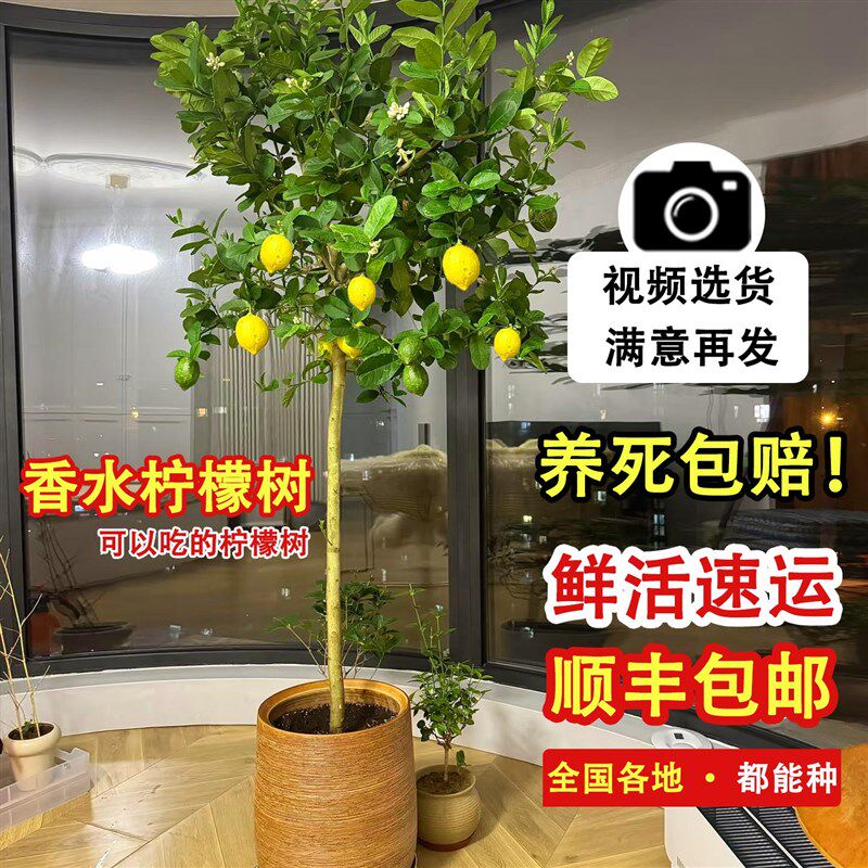 香水柠檬树盆栽带果高杆客厅室内大型绿植阳台四季常青四季可食用