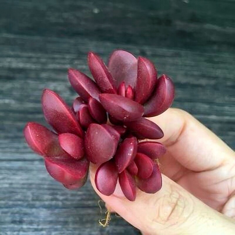 多头鸡血易爆克拉夫盆肉群生创意多肉植物组合防辐射花卉绿植盆栽
