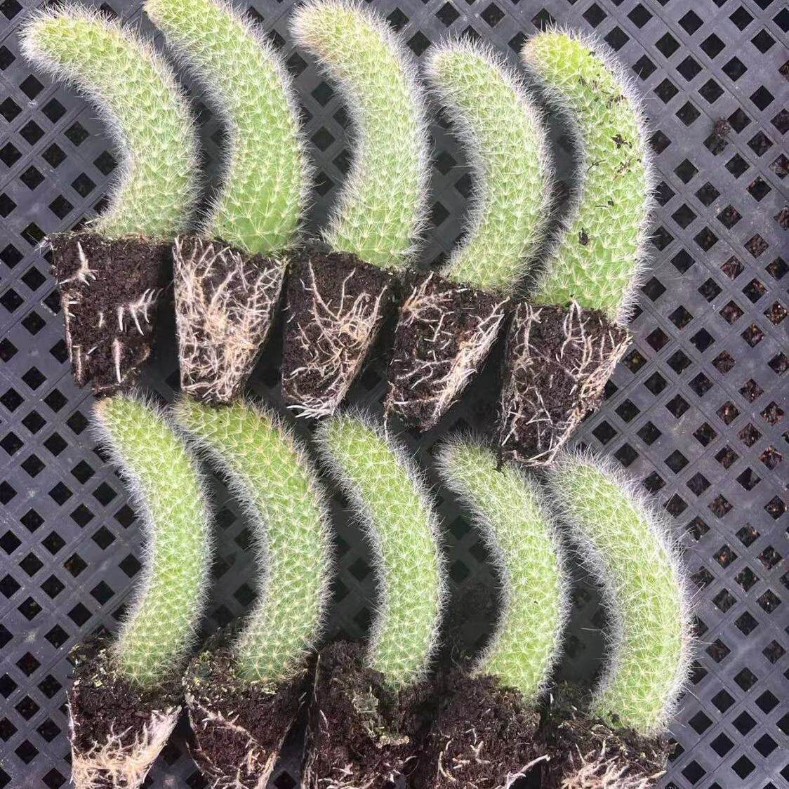 九尾狐多肉植物软毛盆栽长毛稀有会开花仙人掌仙人球尾巴防辐射图片