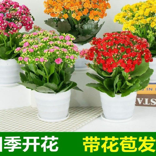 长寿花盆栽花卉重瓣大花植物