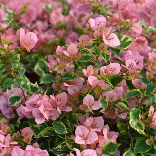 金边台湾姑娘三角梅原生小袋苗漳州基地发货包品对版不参与5送1的