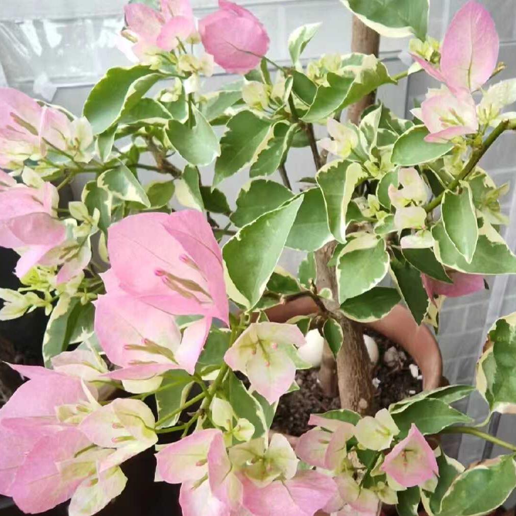 活动三角梅原生小袋苗