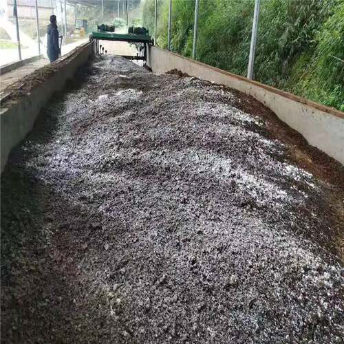 基地使用有机鸭粪肥三角梅盆苗