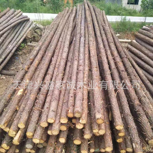 杉木原木桩护外河道驳岸松木实木桩绿化苗木支撑杆落叶松原木打桩