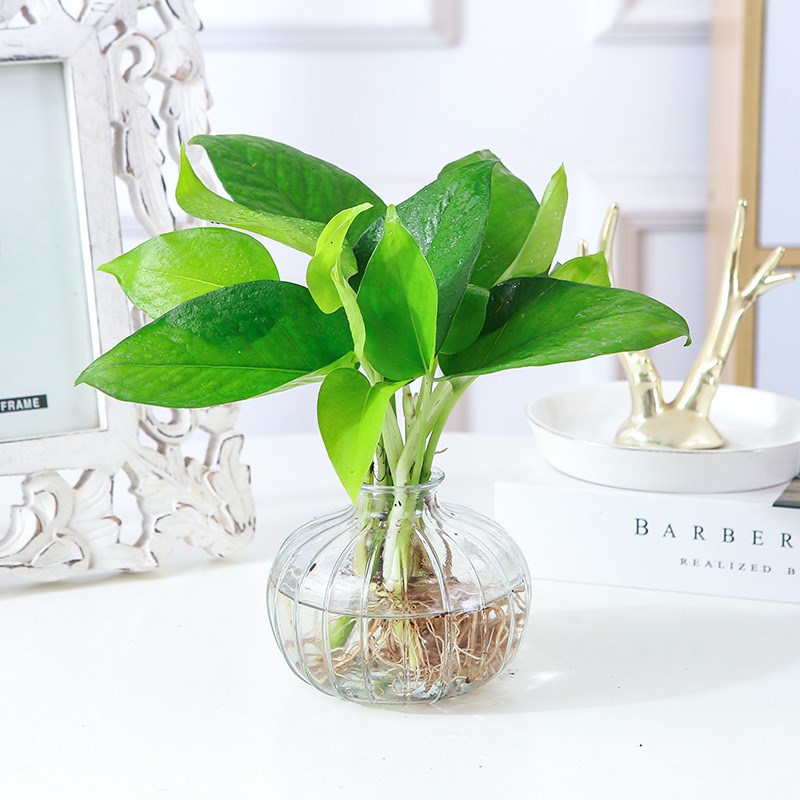 绿萝苗水培好养盆栽白金葛u办公室内花卉绿植懒人绿箩净化空气客