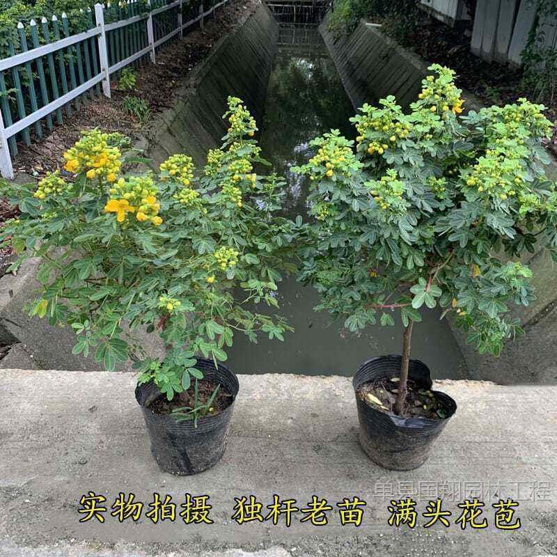 黄金梅盆栽木本植物花园多年生z花卉露天室外开花带花苞庭院耐寒