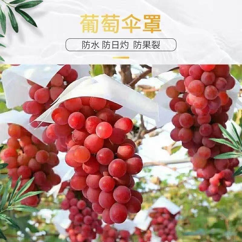 阳光玫瑰葡萄套袋防鸟专