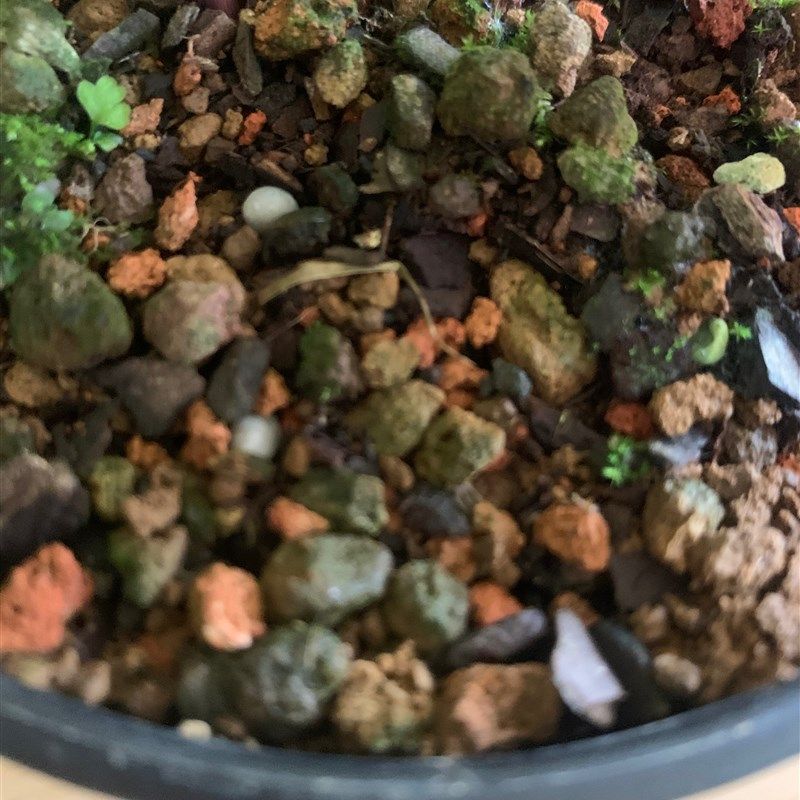 内门竹专用土多种介质科学配制而成适合内门竹等多种名贵品种竹