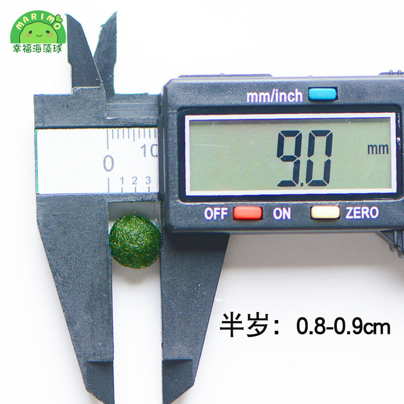 幸福海藻球marimo生态瓶创意迷你水培植物微景观鱼缸球水草马里莫