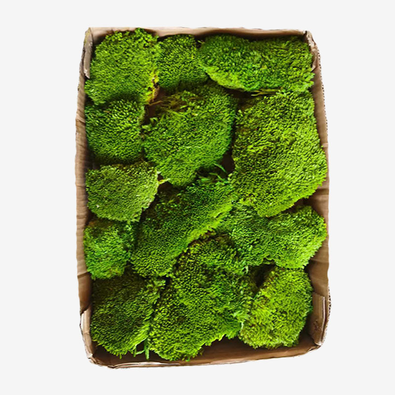 永生苔藓墙仿真植物背景墙白发藓苔藓青苔草坪装饰仿真白盆景铺面