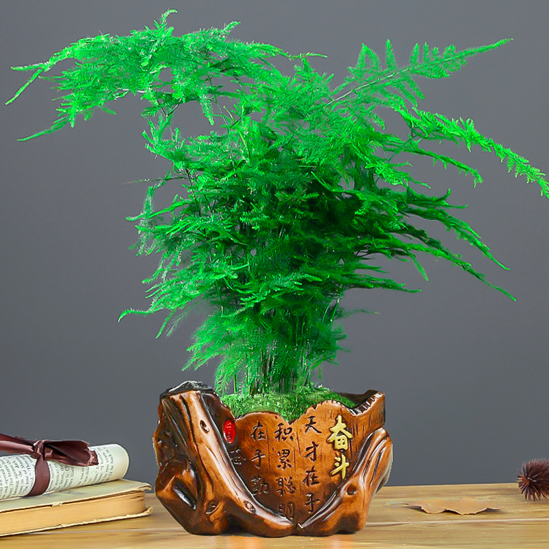 文竹盆栽植物室内办公室水培客厅A懒人小绿植花卉大全盆景四季常