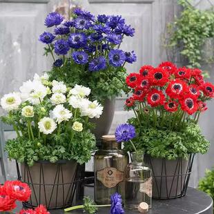 进口银莲花种球阳台庭院室内外冬季耐寒新手好养球根花卉盆栽植物