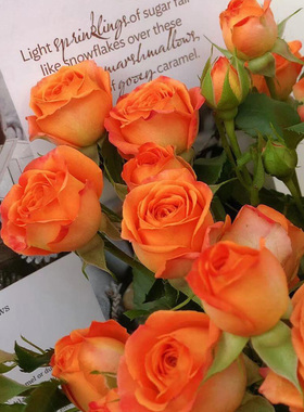 橙色芭比多头丰花小玫瑰花大苗盆栽四季开花量大阳台月季可做切花