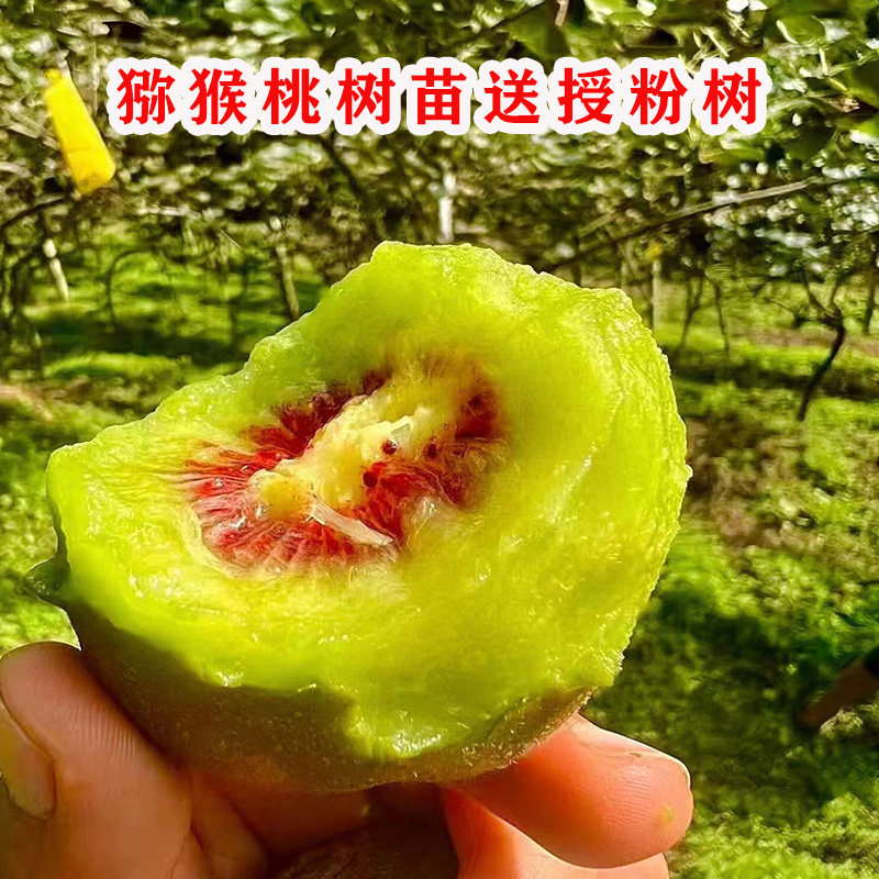 黄心猕猴桃树果苗嫁接徐香红心翠香猴桃树果苗南北方种植当年结果图片