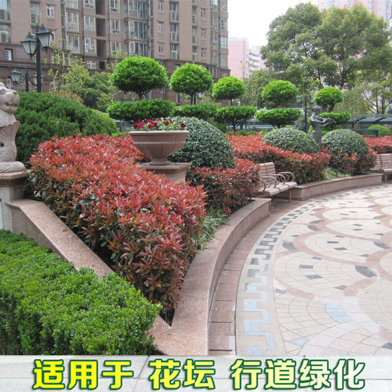 红叶石楠球树苗石楠球形庭院大树篱笆火焰红绿化苗木室外常绿耐寒
