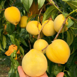 大黄桃苗锦绣黄桃树果苗八月桃苗矮桃苗盆栽庭院果树果苗南北种植