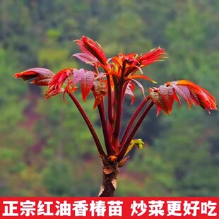 香椿苗红油香椿树苗南北方种植盆地栽新鲜食用香春芽树香椿树苖