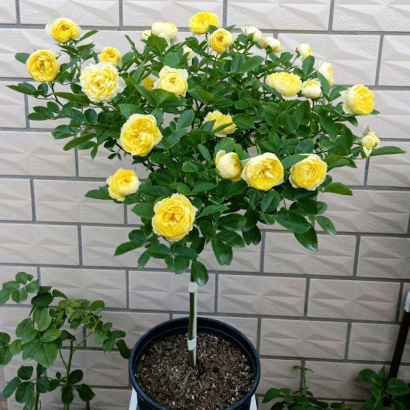 金丝雀棒棒糖树状月季花苗盆栽四季玫瑰大花浓香庭院阳台花卉植物