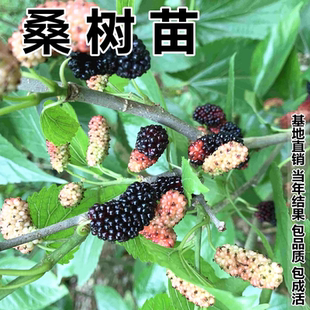 桑树苗桑苗地盆栽庭院阳台南北方种植农家桑中国黑桑果树当年结