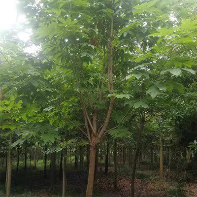 红花七叶树落叶型行道树乔木七叶树苗园林绿化苗木庭院公园广场