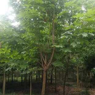 红花七叶树落叶型行道树乔木七叶树苗园林绿化苗木庭院公园广场