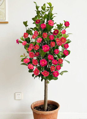 棒棒糖耐冬重瓣山茶花红色年宵花阳台盆花苗庭院植物耐寒多花好活