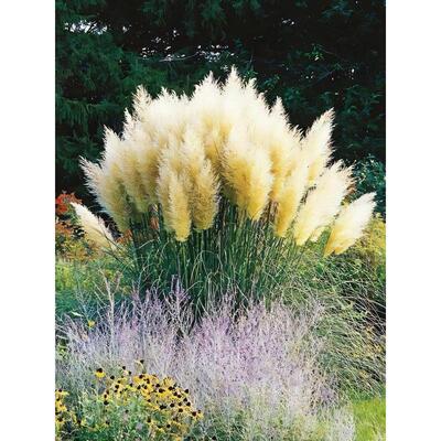 矮蒲苇芦苇盆栽花苗庭院花镜多年生观赏草花园景观耐寒耐热绿植物