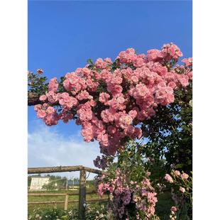 超级童话藤本月季花大苗盆栽开花量很大可做花墙拱门庭院粉色蔷薇