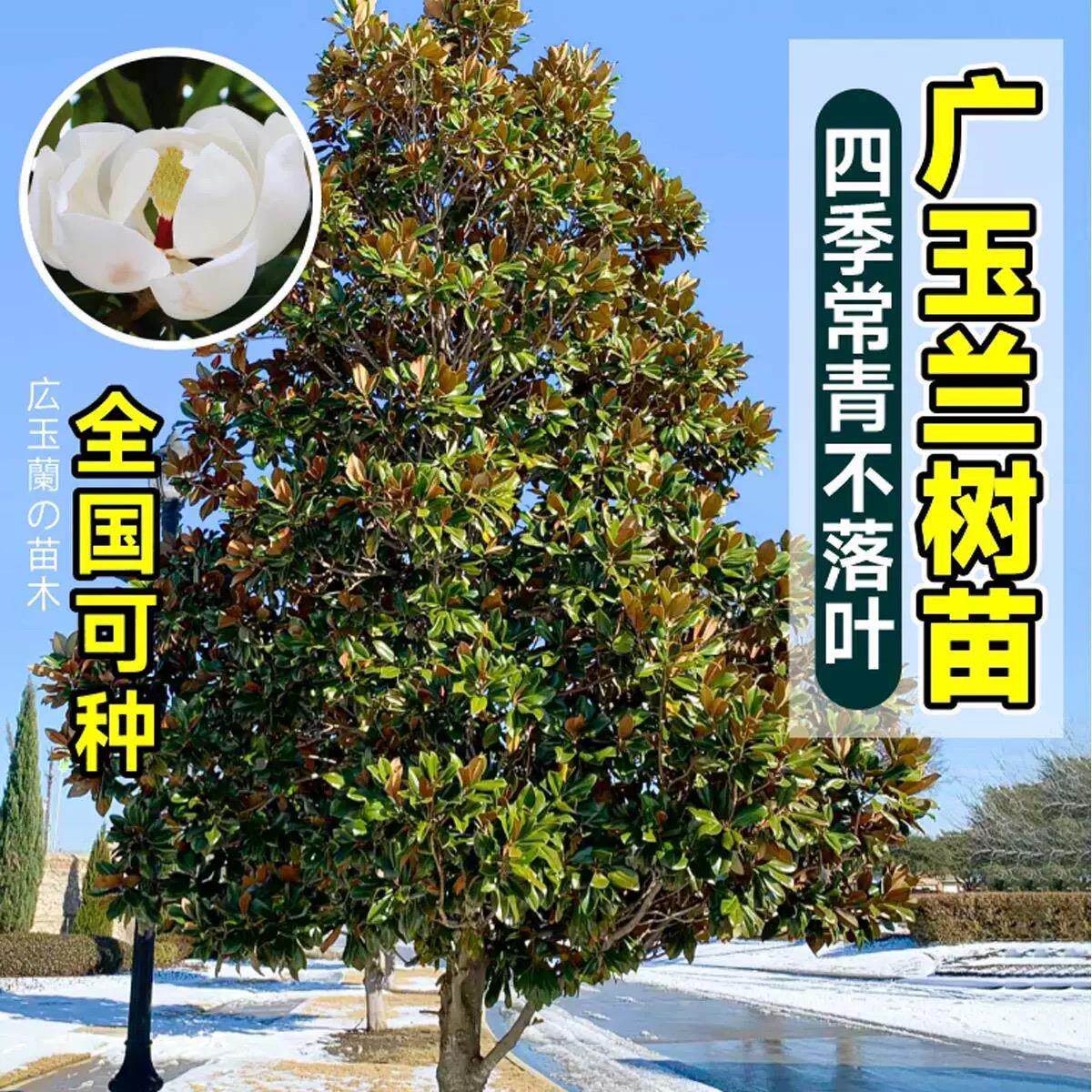 广玉兰树苗别墅庭院栽种荷花白玉兰四季常青行道树绿化工程苗