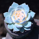 墨西哥蓝鸟进口多肉植物套装 办公室组合肉肉盆栽花卉绿植防辐射