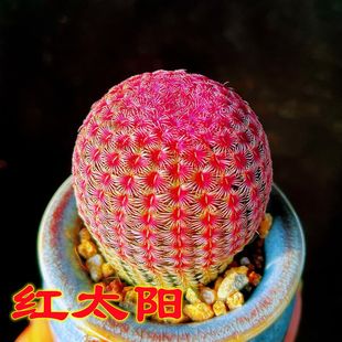 红太阳 多肉植物仙人掌稀有贵货净化室内空气 防辐射好养开花盆栽