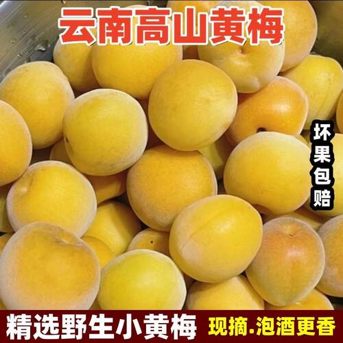 树熟黄梅鲜果正宗野生青梅果大果高山树上完熟生酸梅子泡酒水果