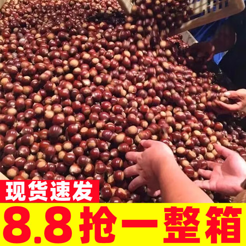 2024年新鲜板栗生建瓯锥栗