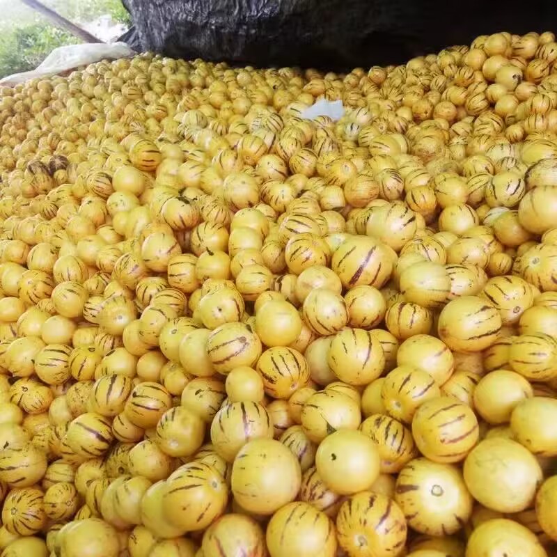 云南人参果水果斤小果黄肉