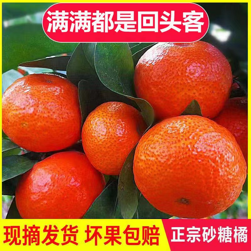 正宗广西砂糖橘新鲜水果
